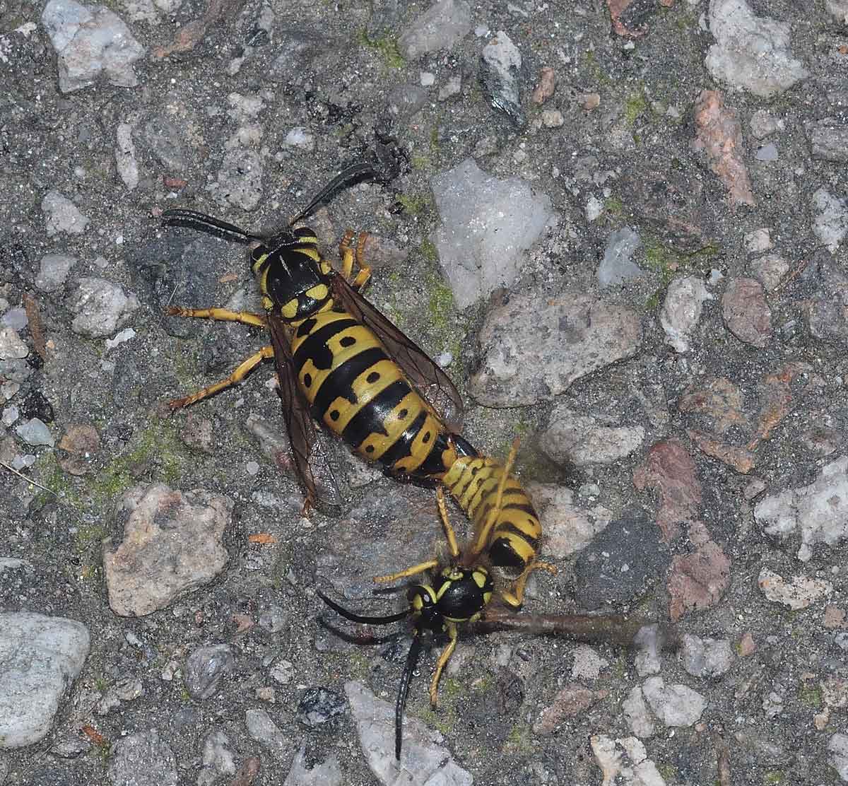 Vespula germanica (copula)