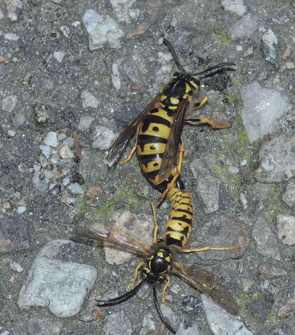 Vespula germanica (copula)
