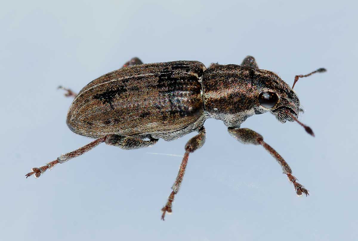 Sitona puncticollis (Curculionidae)