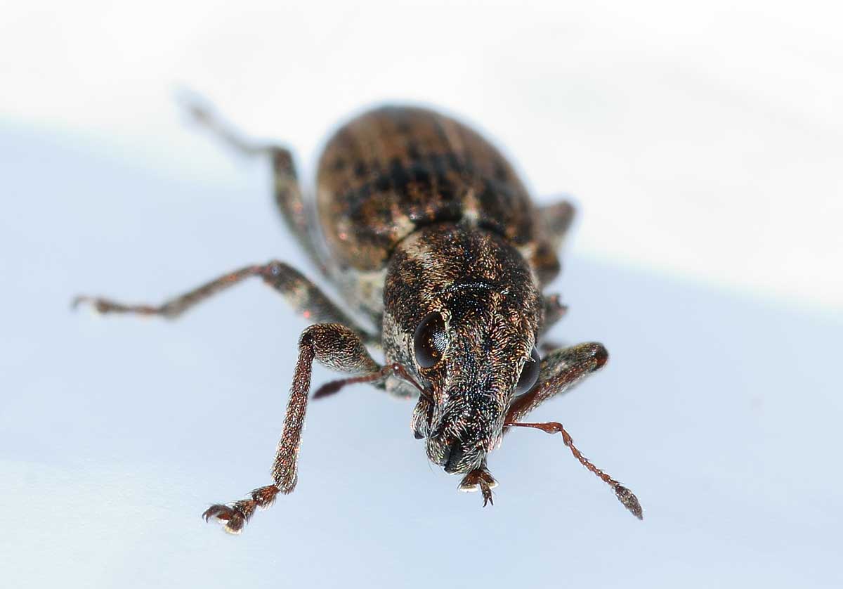 Sitona puncticollis (Curculionidae)
