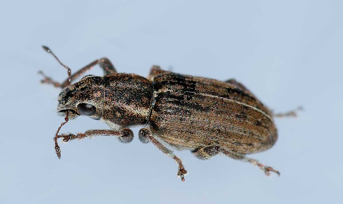 Sitona puncticollis (Curculionidae)