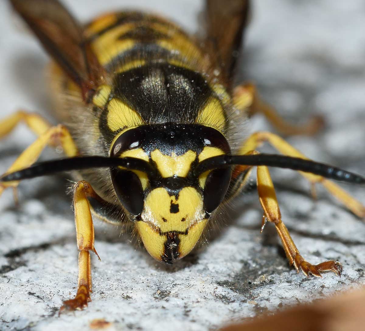Vespula germanica (copula)