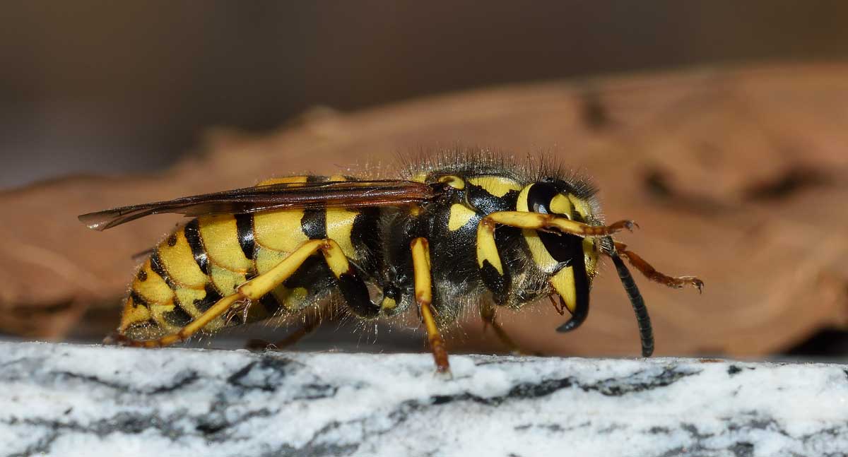 Vespula germanica (copula)