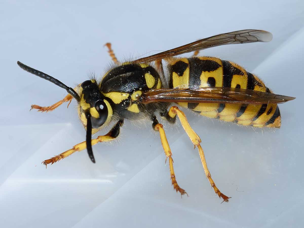 Vespula germanica (copula)