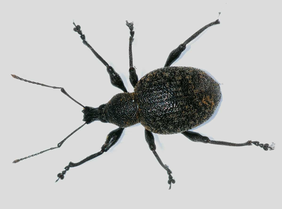 Da identificare