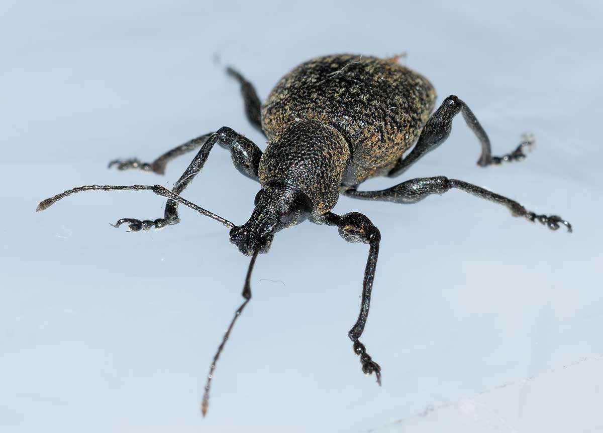 Da identificare