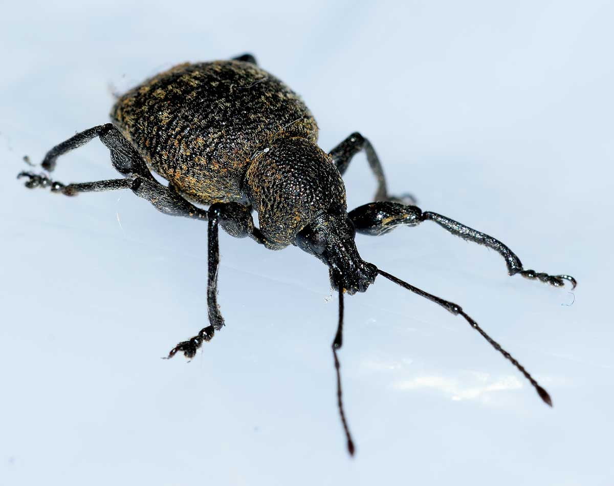 Da identificare