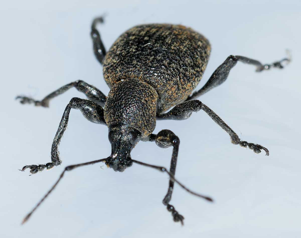 Da identificare