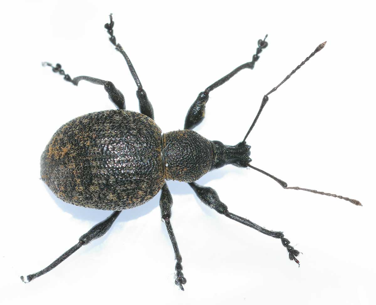 Da identificare