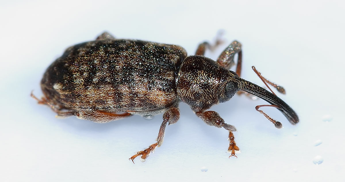 Dorytomus dejeani - Curculionidae