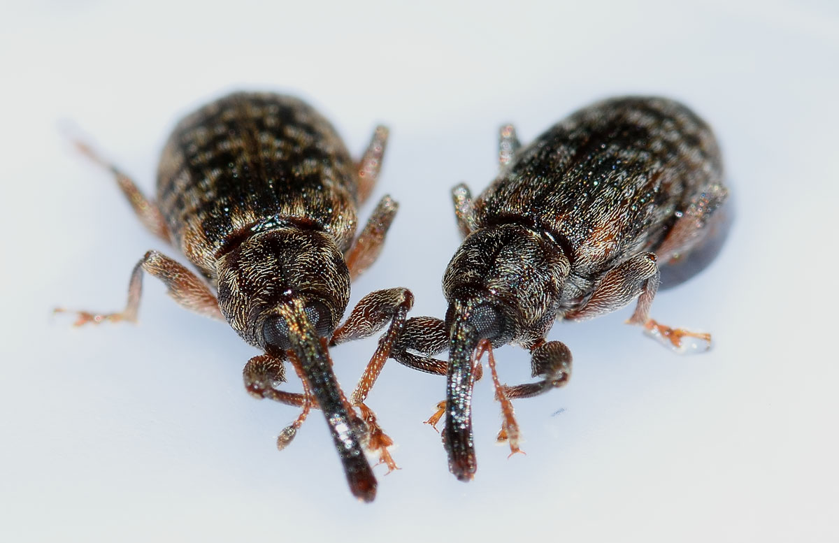 Dorytomus dejeani - Curculionidae