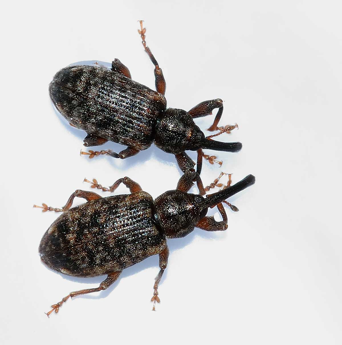 Dorytomus dejeani - Curculionidae