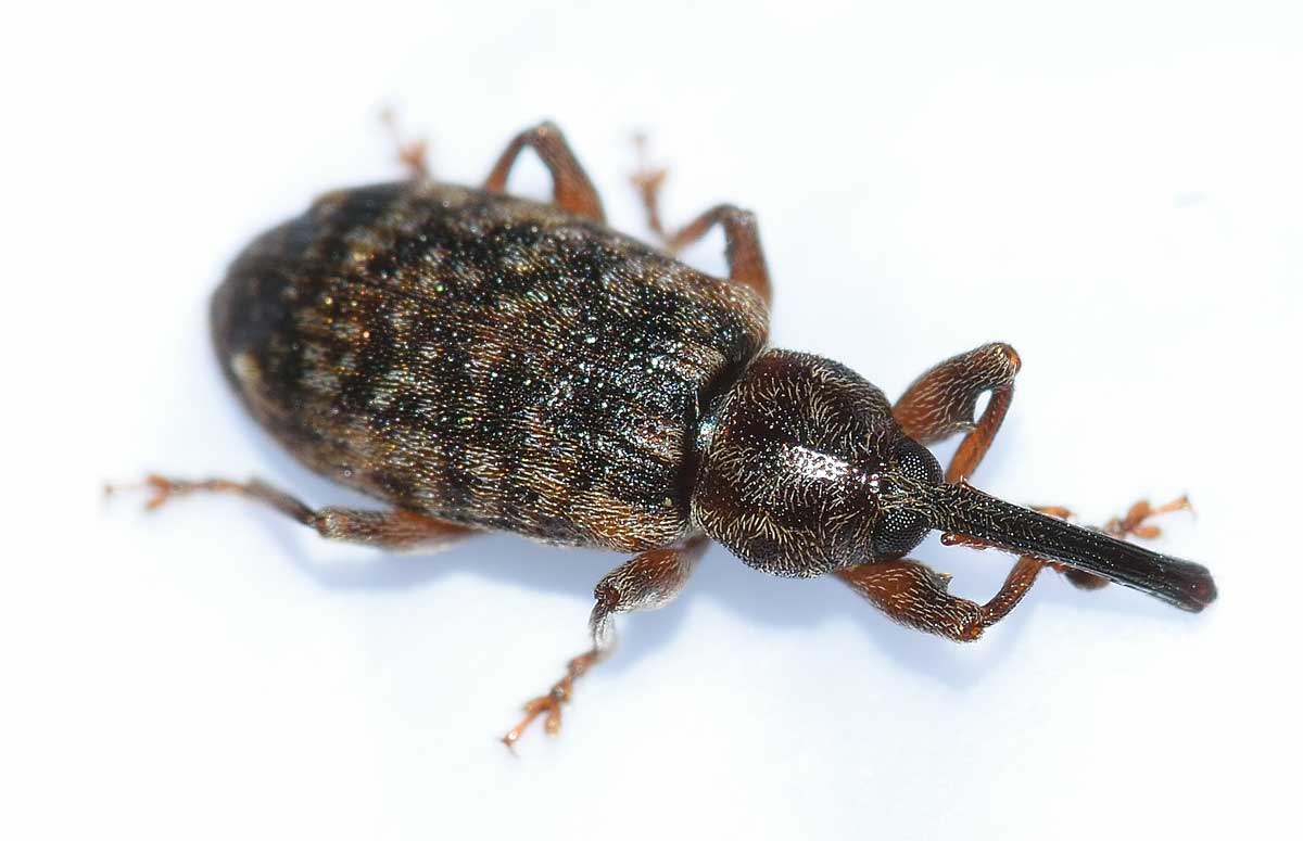 Dorytomus dejeani - Curculionidae