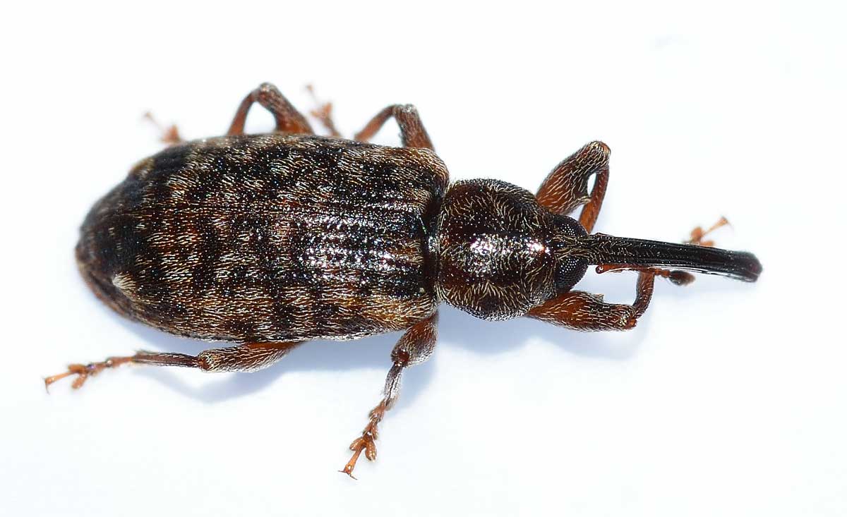 Dorytomus dejeani - Curculionidae