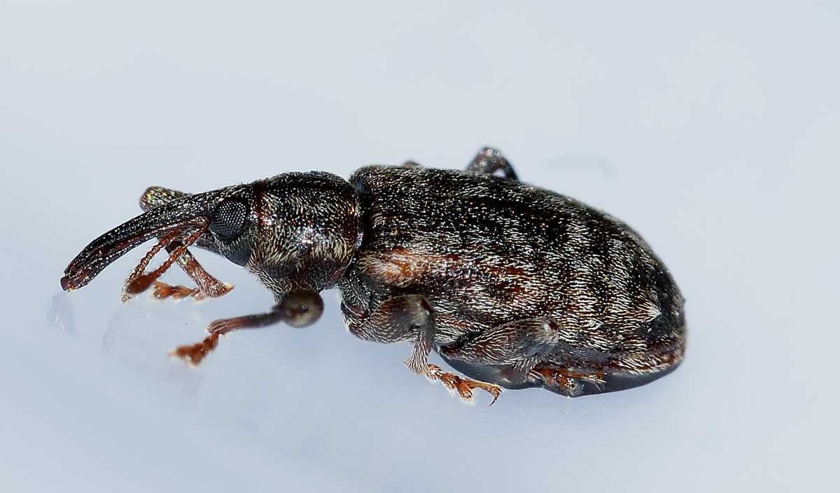 Dorytomus dejeani - Curculionidae