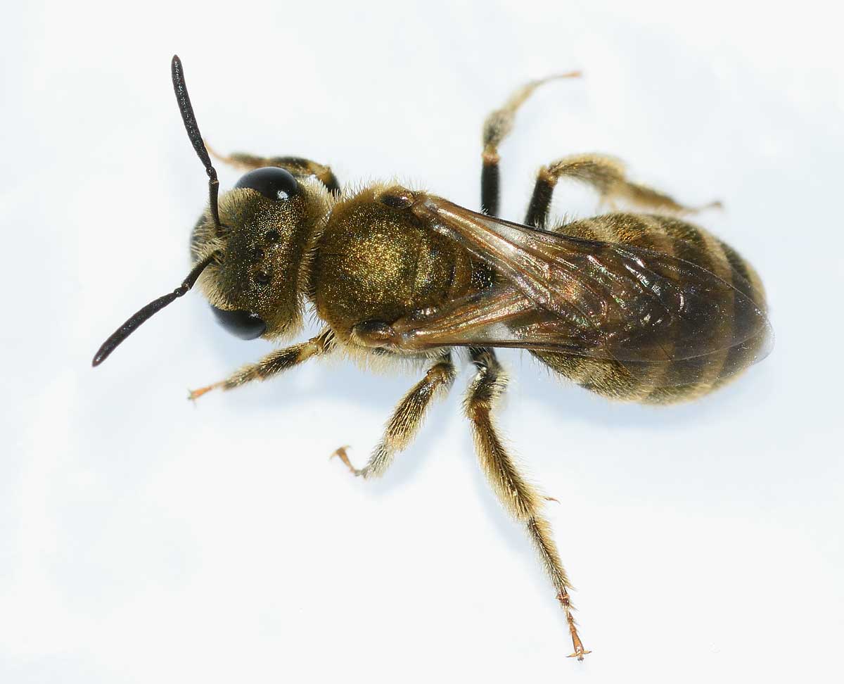 Apidae Halictinae:  Seladonia subaurata, femmina