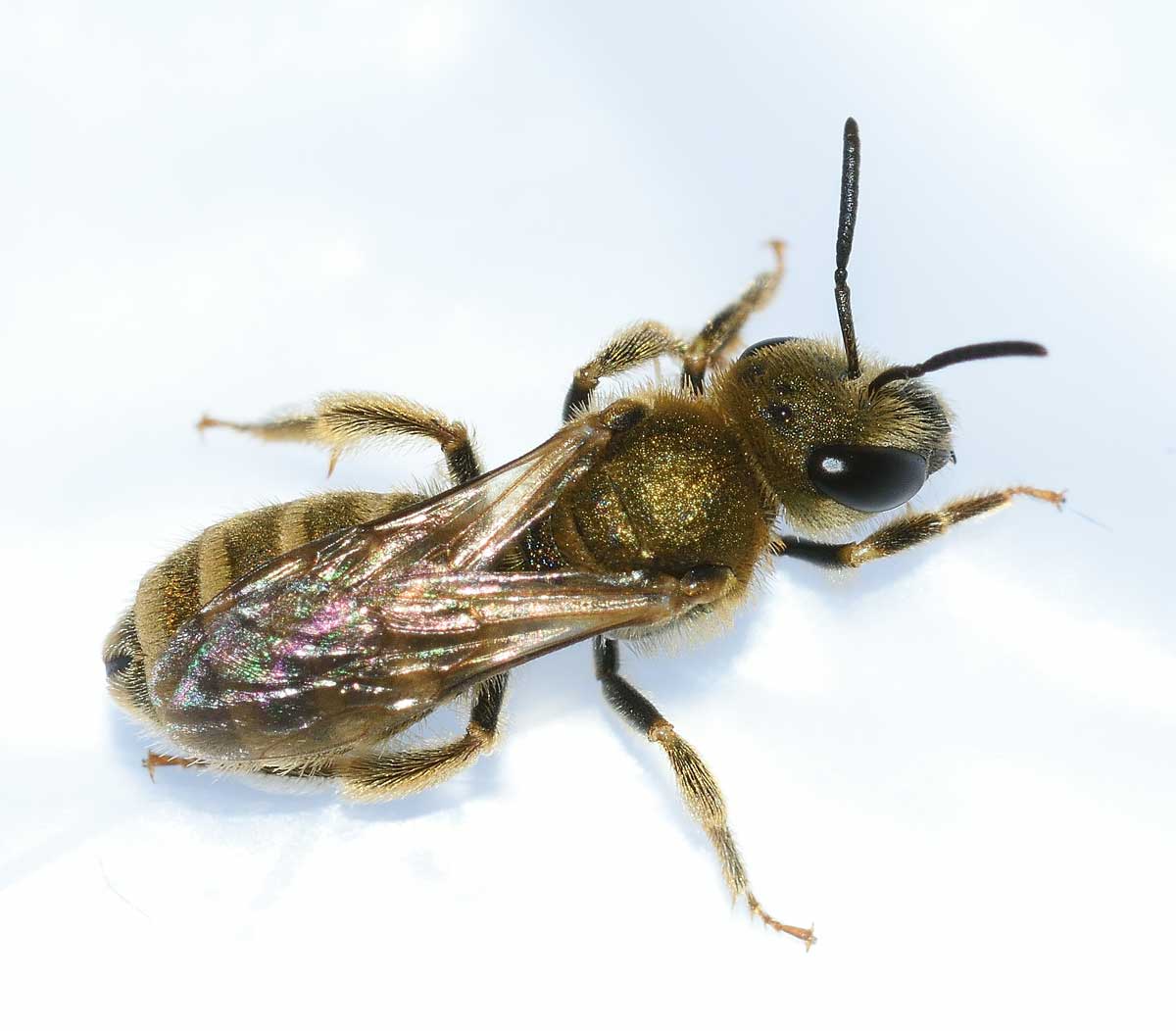 Apidae Halictinae:  Seladonia subaurata, femmina