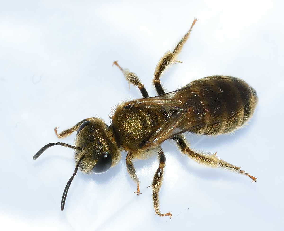 Apidae Halictinae:  Seladonia subaurata, femmina