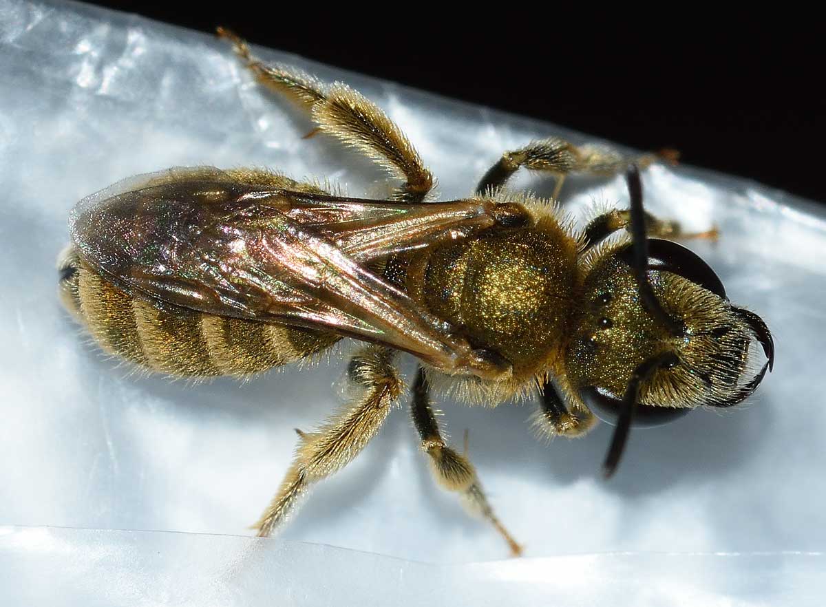 Apidae Halictinae:  Seladonia subaurata, femmina