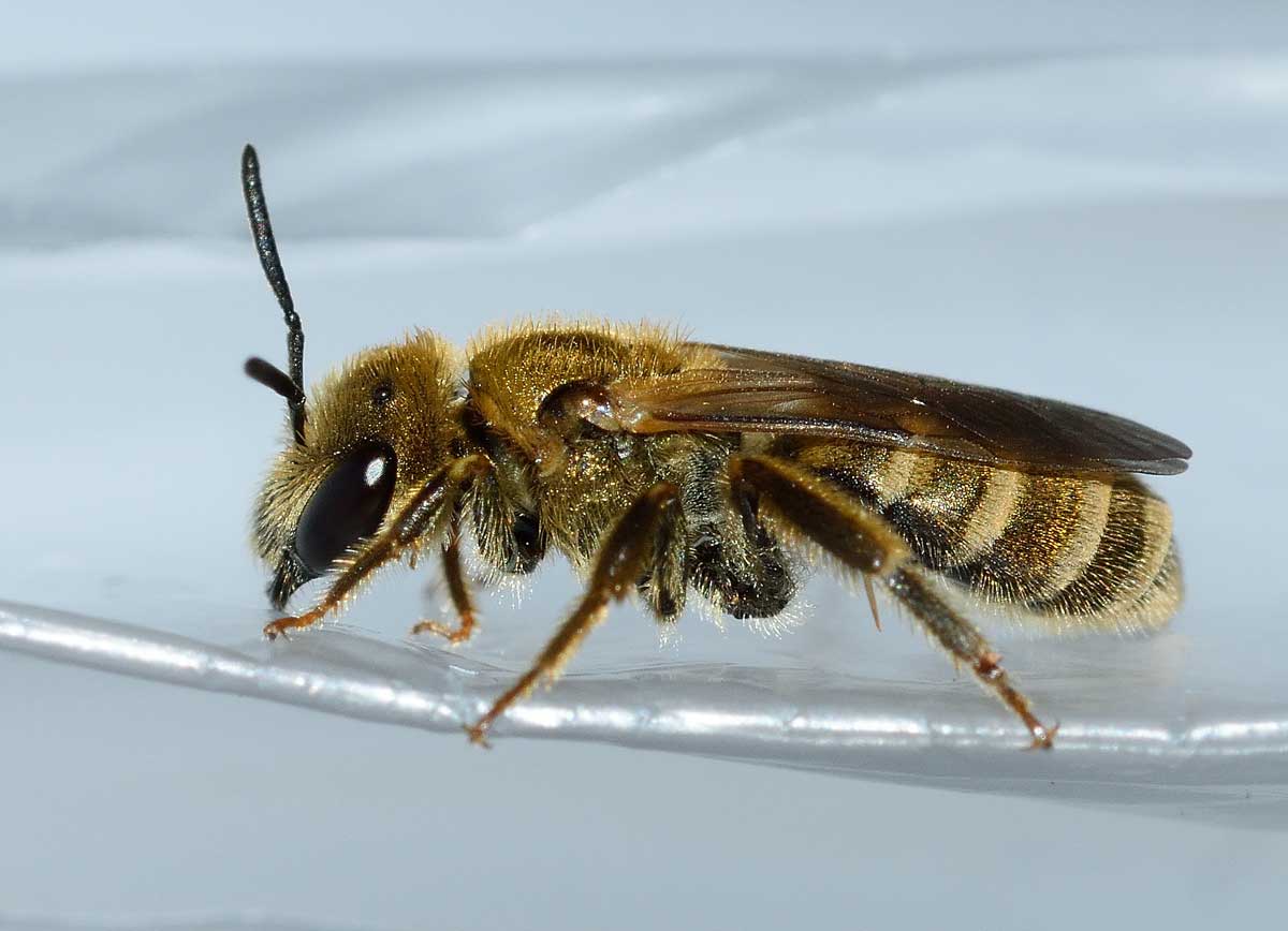 Apidae Halictinae:  Seladonia subaurata, femmina