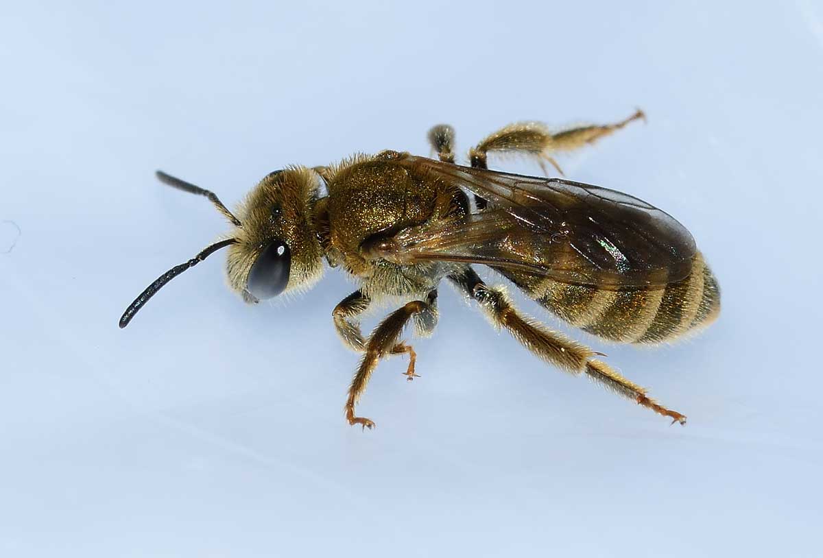 Apidae Halictinae:  Seladonia subaurata, femmina