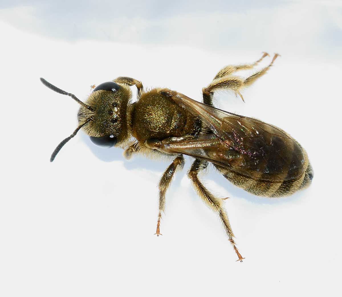 Apidae Halictinae:  Seladonia subaurata, femmina