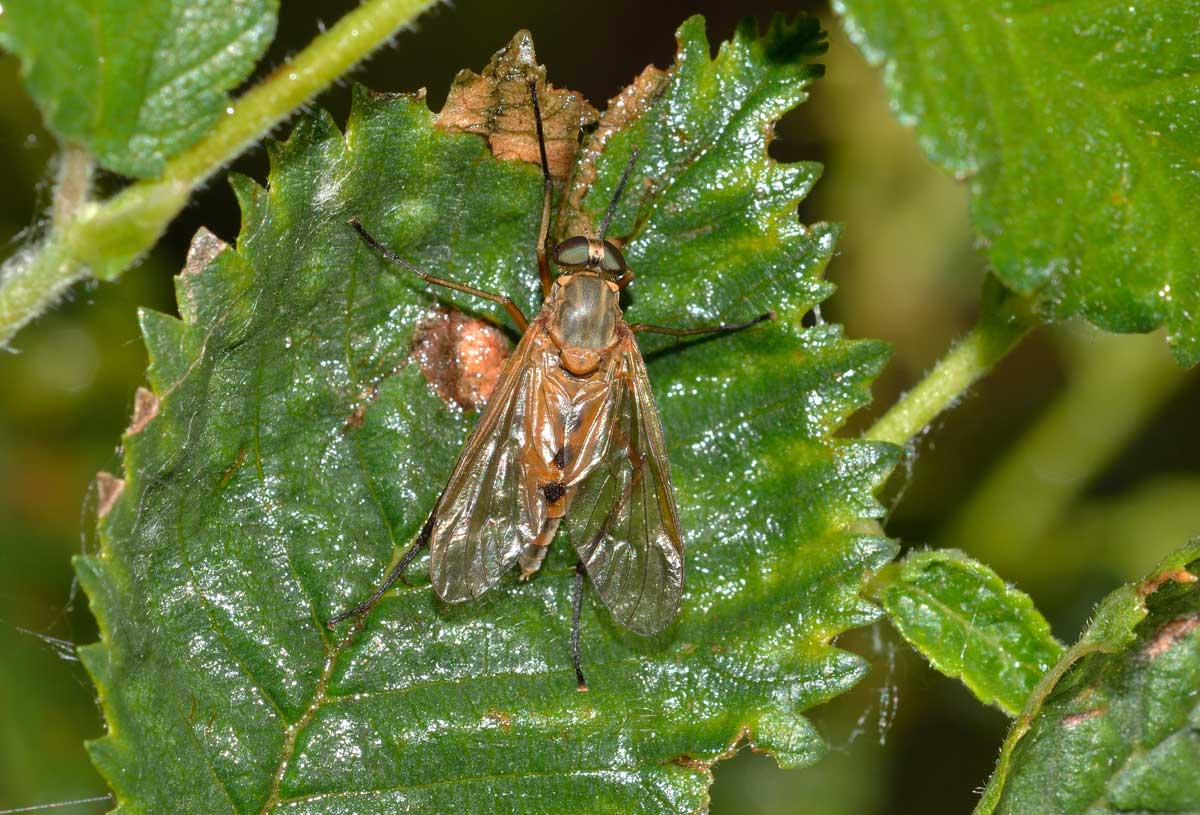 Femmina di Rhagio tringarius