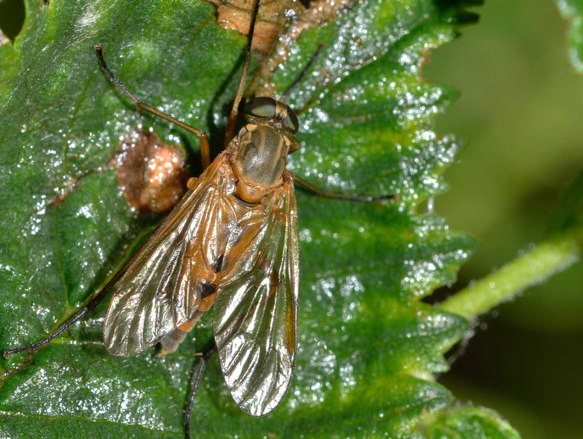 Femmina di Rhagio tringarius