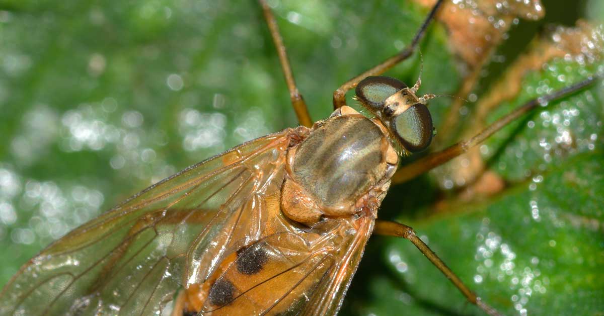 Femmina di Rhagio tringarius