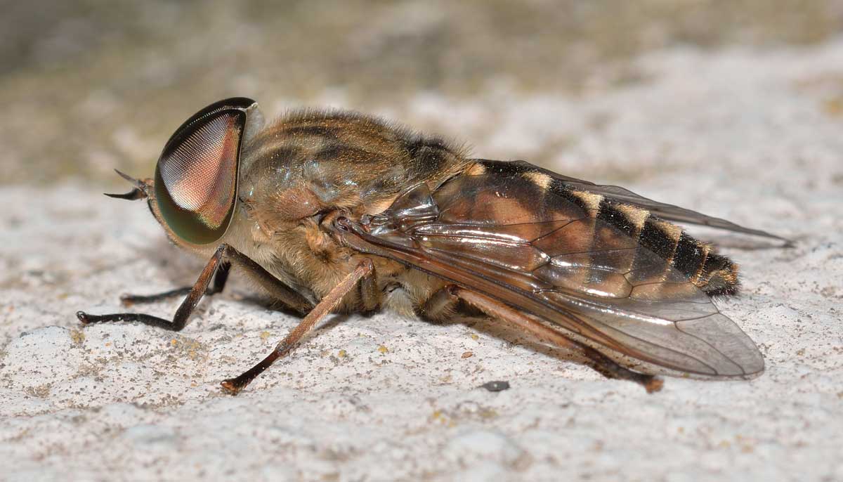 Maschio di Tabanus autumnalis