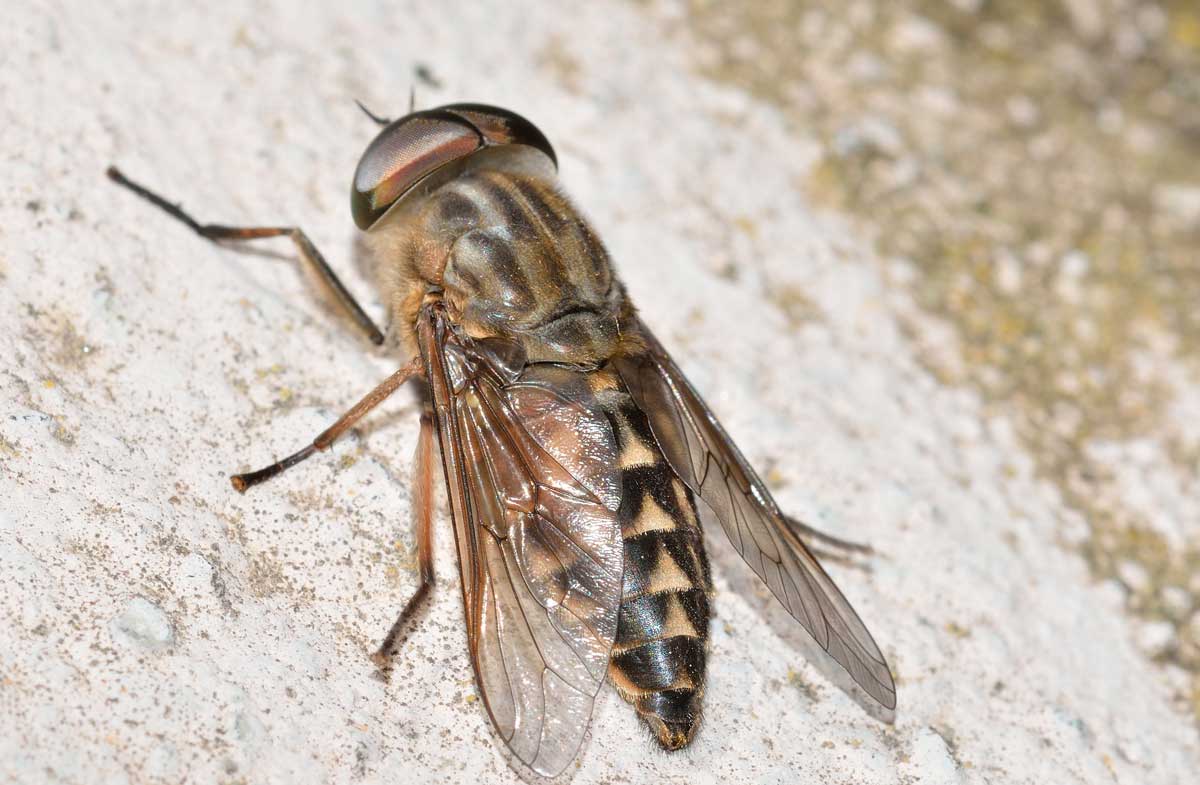 Maschio di Tabanus autumnalis