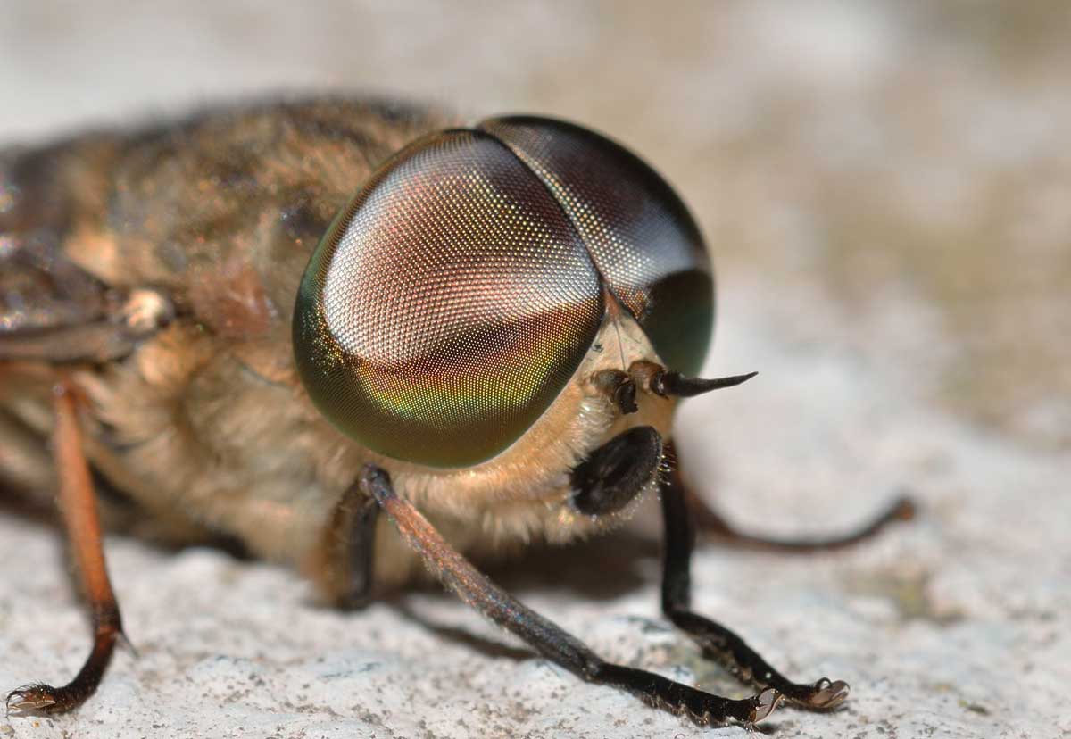 Maschio di Tabanus autumnalis