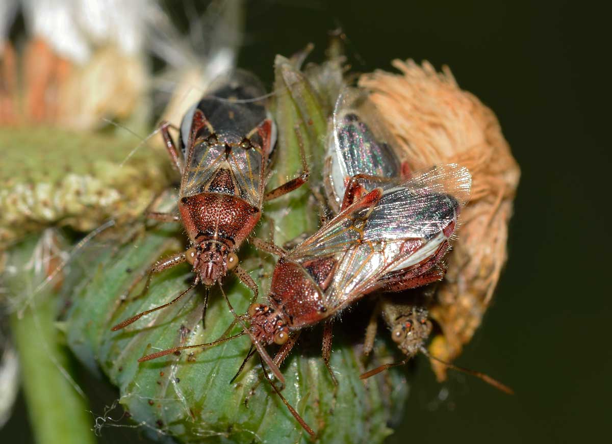 Stictopleurus punctatonervosus e Liorhyssus hyalinus