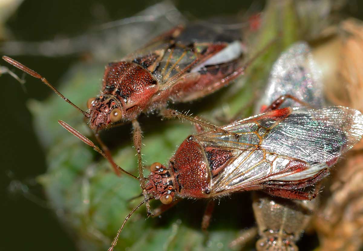 Stictopleurus punctatonervosus e Liorhyssus hyalinus