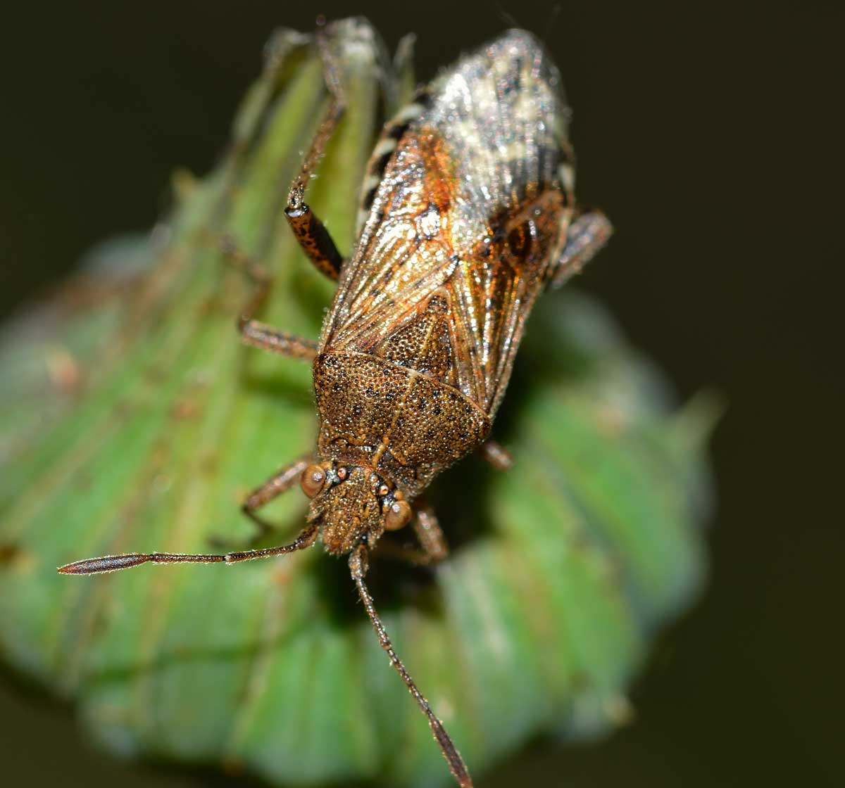 Stictopleurus punctatonervosus e Liorhyssus hyalinus