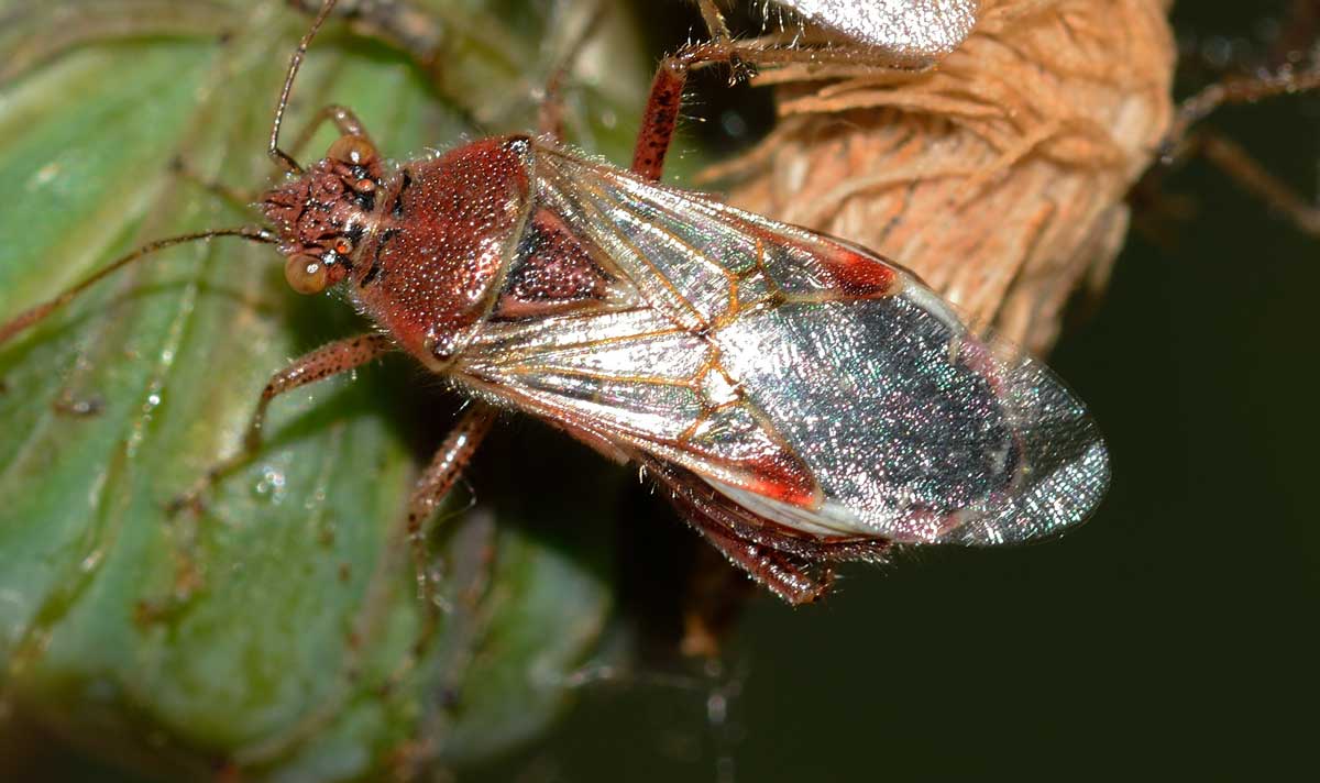 Stictopleurus punctatonervosus e Liorhyssus hyalinus