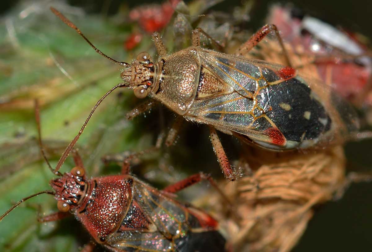 Stictopleurus punctatonervosus e Liorhyssus hyalinus