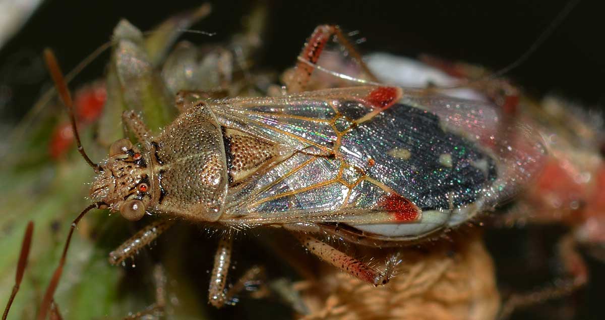 Stictopleurus punctatonervosus e Liorhyssus hyalinus