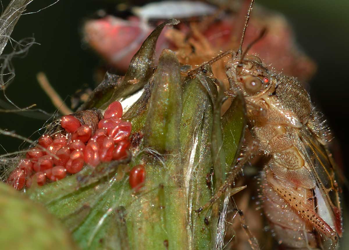 Stictopleurus punctatonervosus e Liorhyssus hyalinus