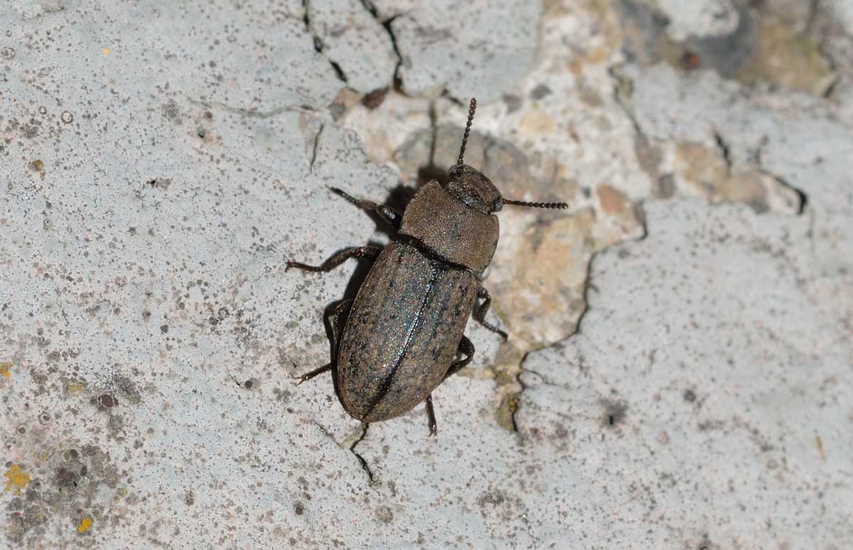 Gonocephalum sp., Tenebrionidae