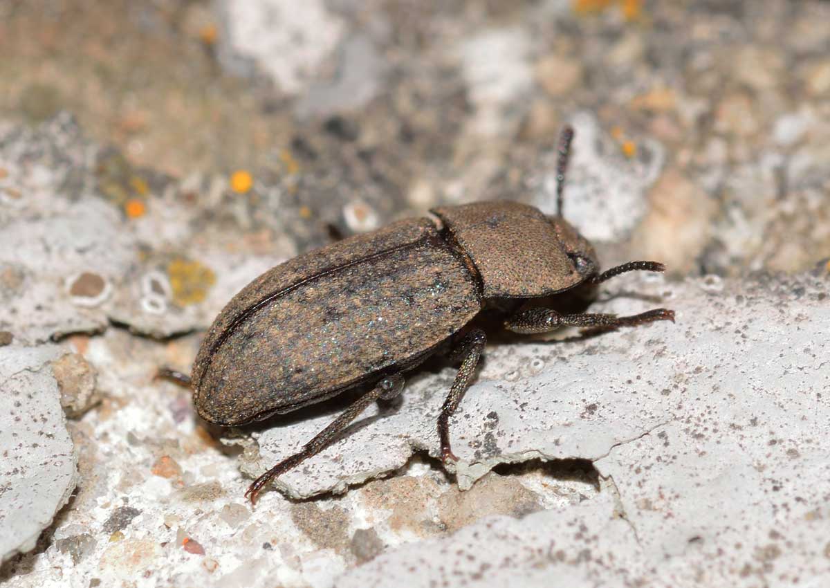 Gonocephalum sp., Tenebrionidae