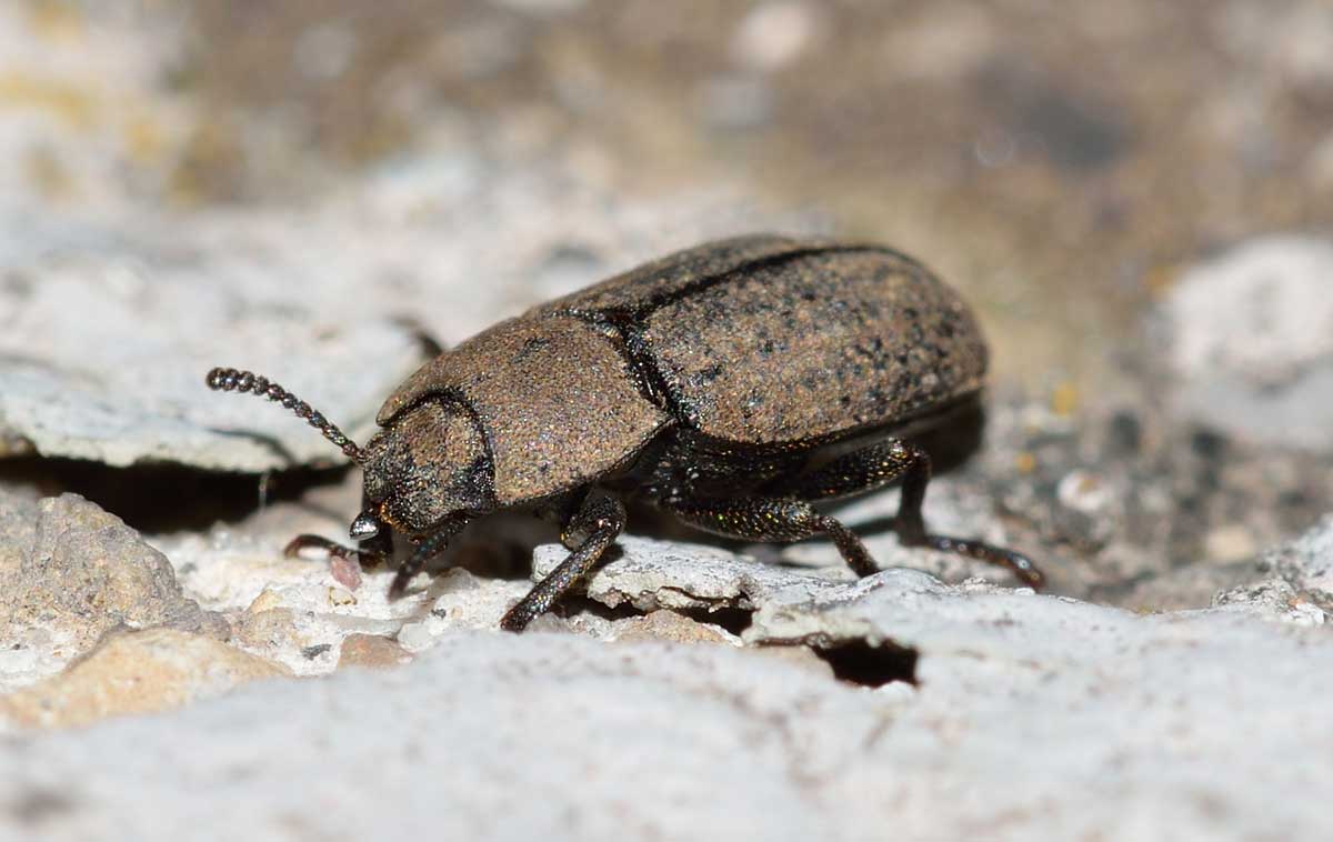 Gonocephalum sp., Tenebrionidae
