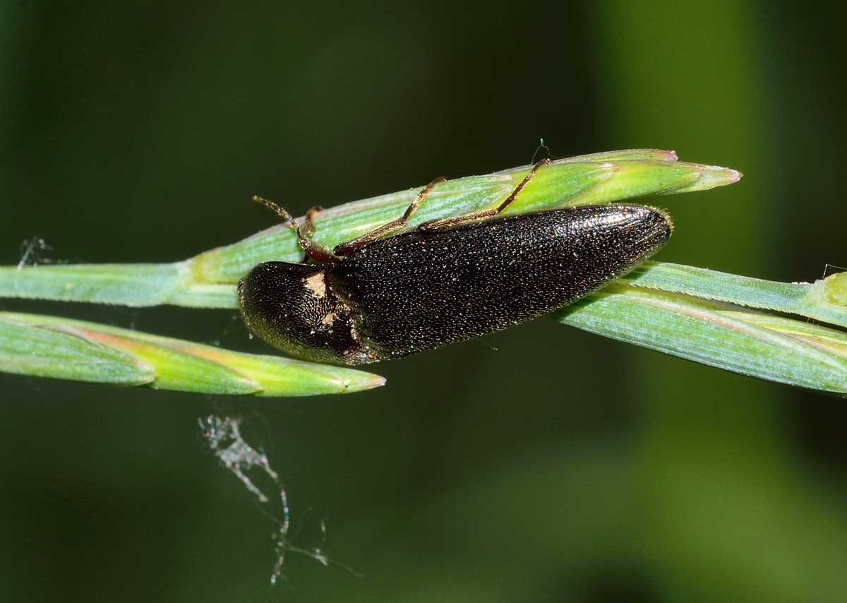 Melanotus sp., Elateridae