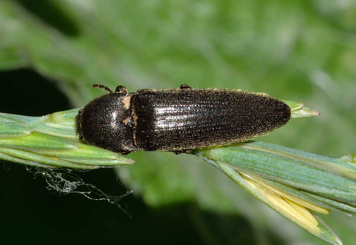 Melanotus sp., Elateridae