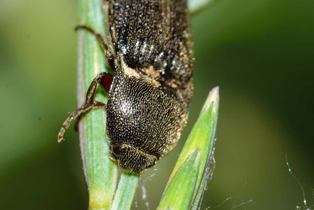 Melanotus sp., Elateridae