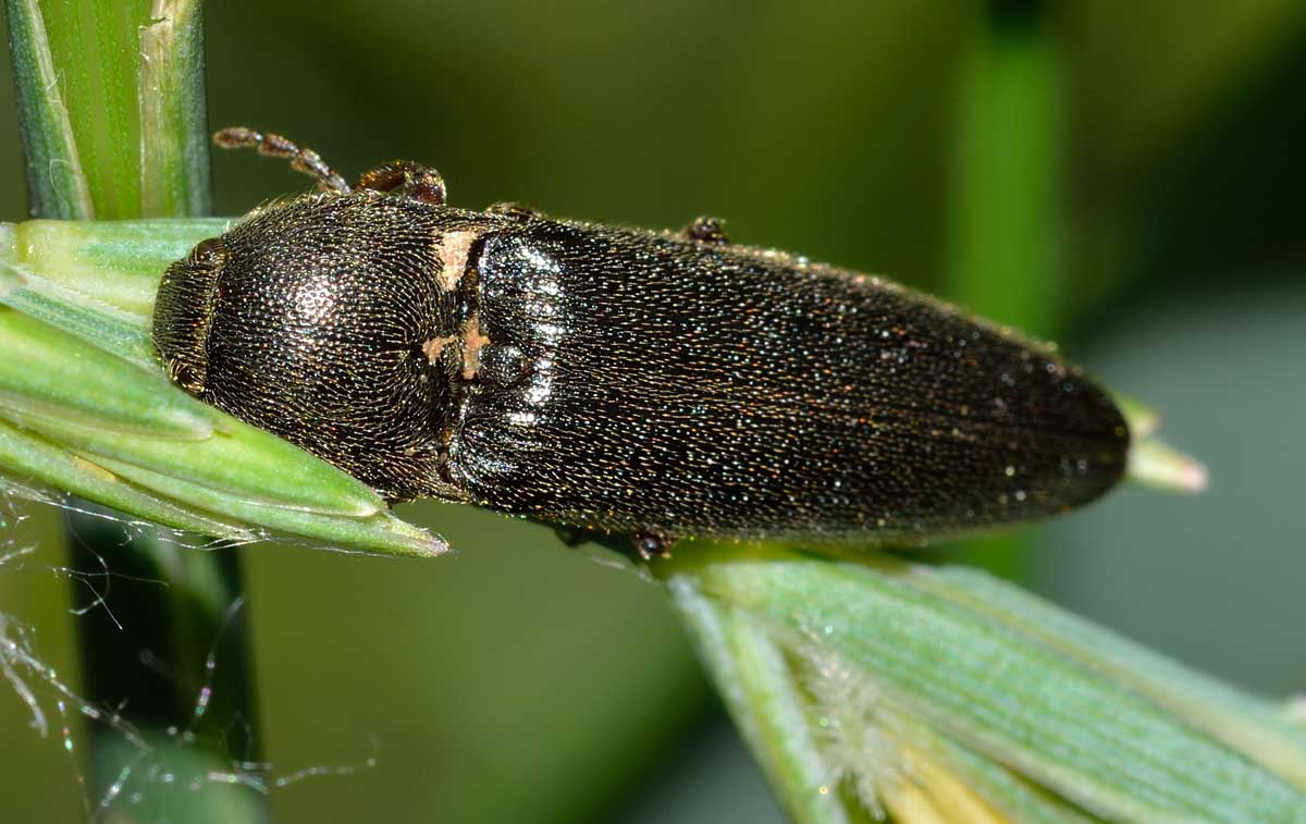 Melanotus sp., Elateridae
