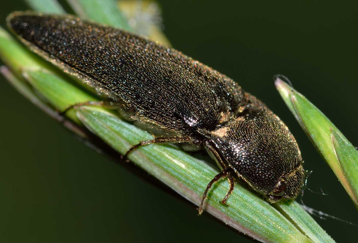 Melanotus sp., Elateridae