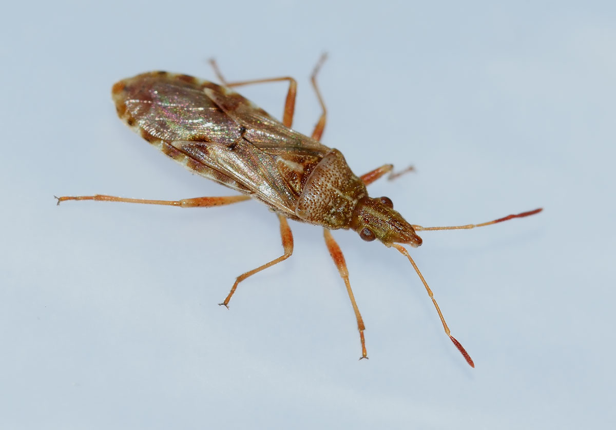 Lygaeidae: Belonochilus numenius del Piemonte (NO)