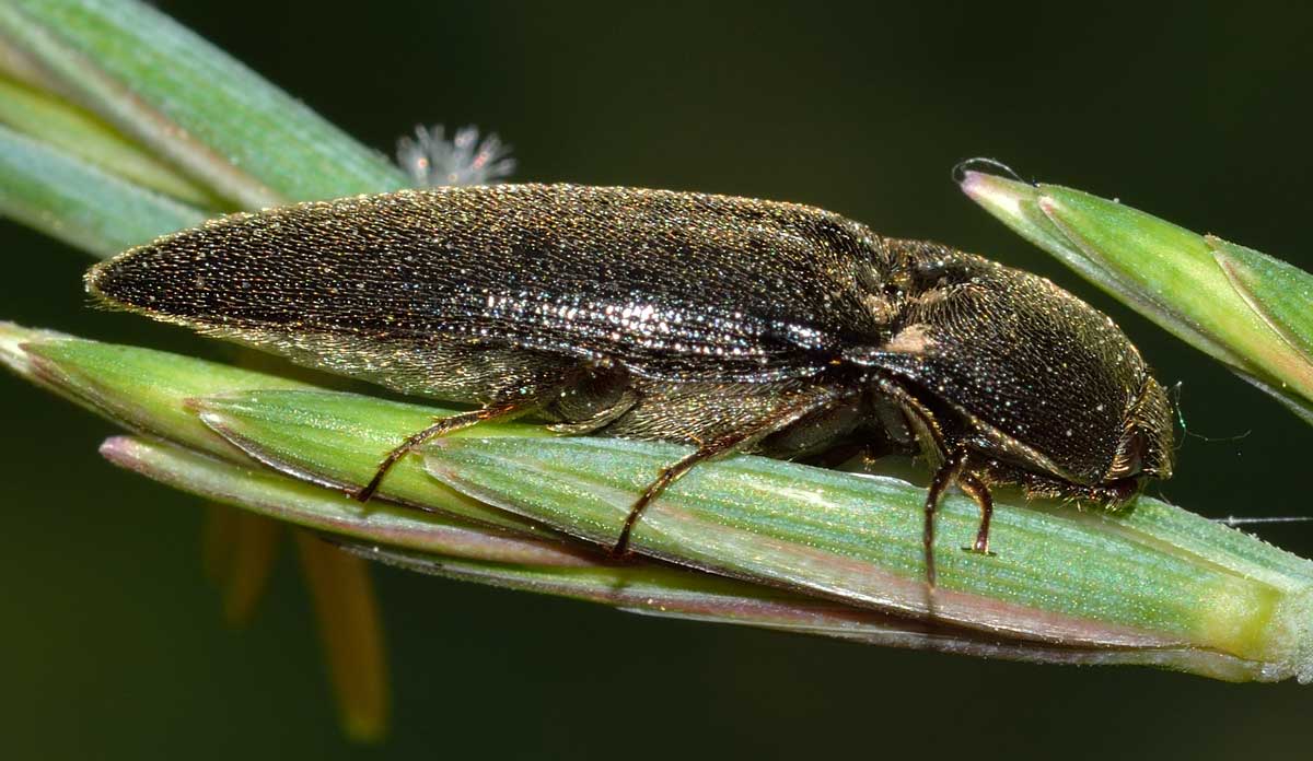 Melanotus sp., Elateridae