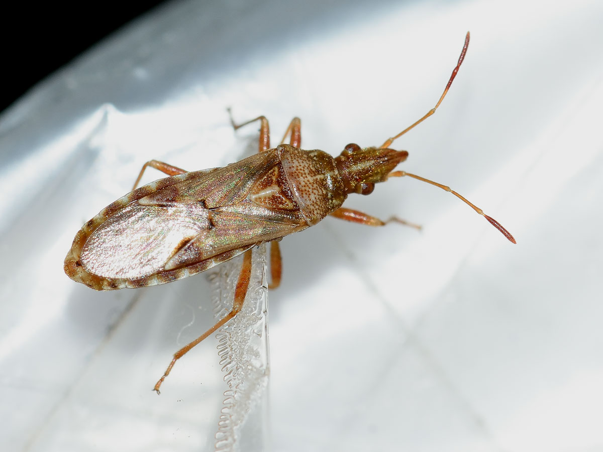 Lygaeidae: Belonochilus numenius del Piemonte (NO)